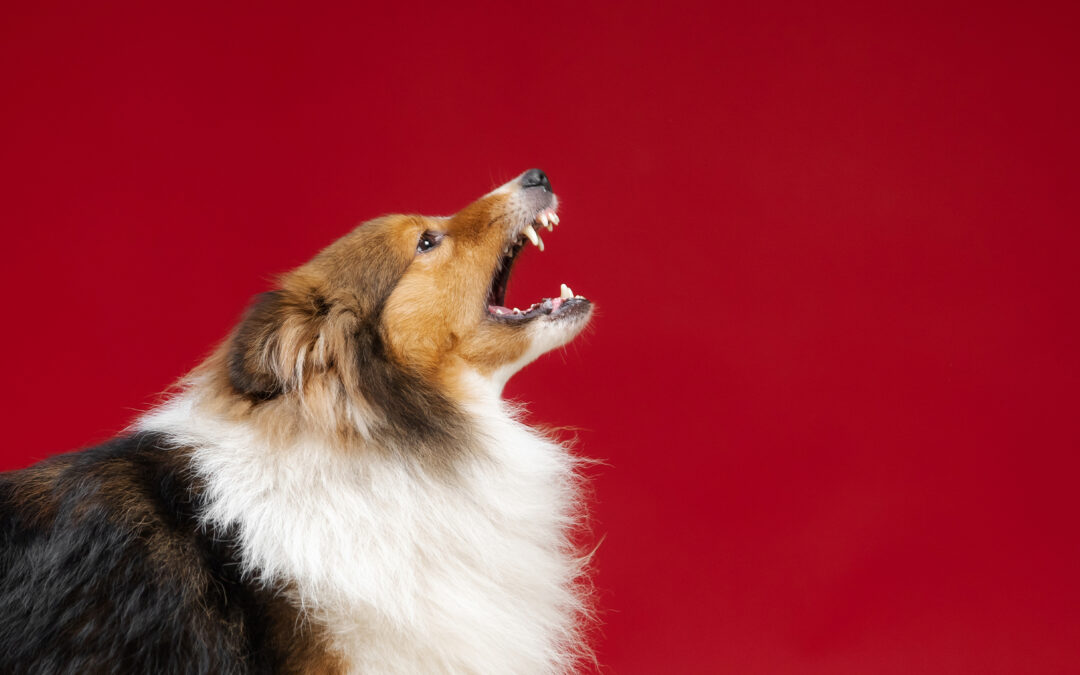 ¿Como puedo evitar conductas agresivas en mi mascota?